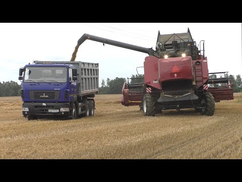Видео: уборка пшеницы 2023, Гомсельмаш gs12a1 pro, Палессе GS12