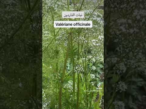 نبات الناردين  