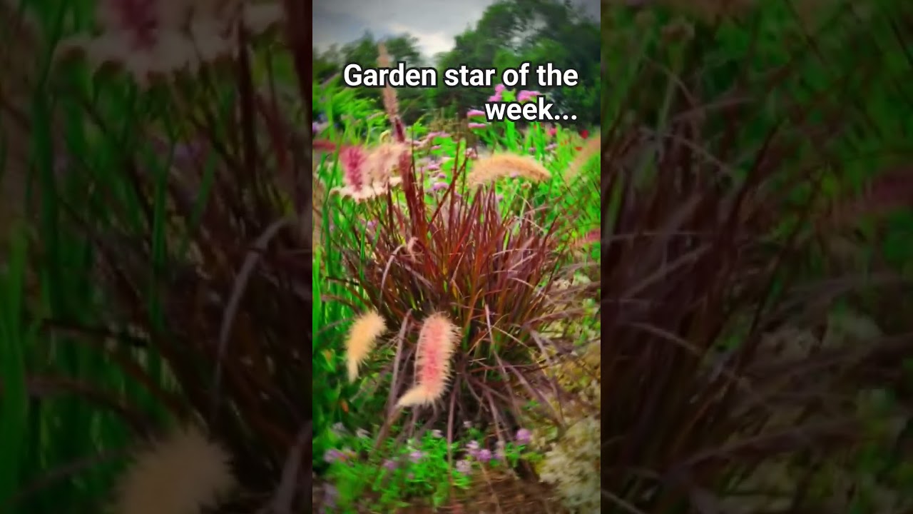 Purple fountain grass is dazzling the garden.  