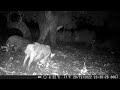 #hunter #caçadas #caçador #vidanaroça #javali #shorts #wildboar