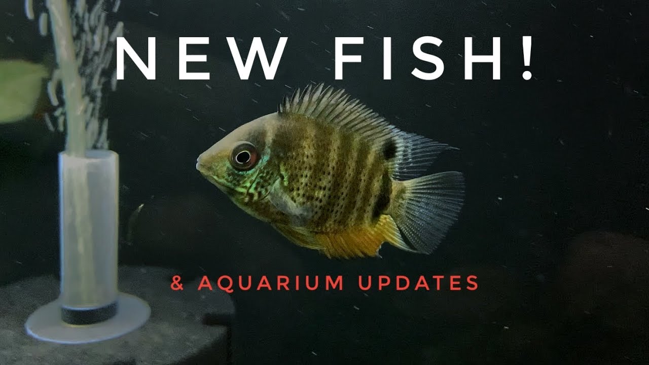 GREEN SEVERUM CICHLID! NEW FISH & ALL AQUARIUMS ARE MOVED!