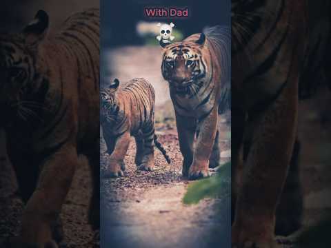 Tiger Muscular Goat🔥