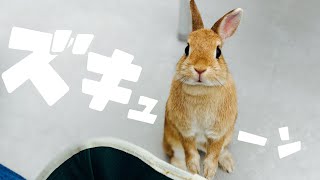 ズキューーーンとハートを撃ち抜くネザーランドうさぎの無垢な瞳ヤバない？ #610
