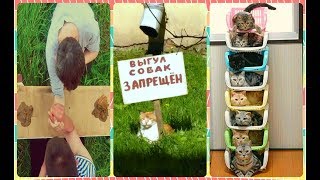 ПРИКОЛЫ 2019 года | КОШАЧЬЯ СКОТОБАЗА ПРИКОЛЫ 2019 года | КОШАЧЬЯ СКОТОБАЗА