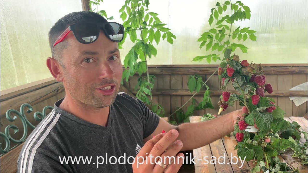 🌿 Малина Радзиева (Radziejowa) 🌿 Один из самых лучших сортов польской ...