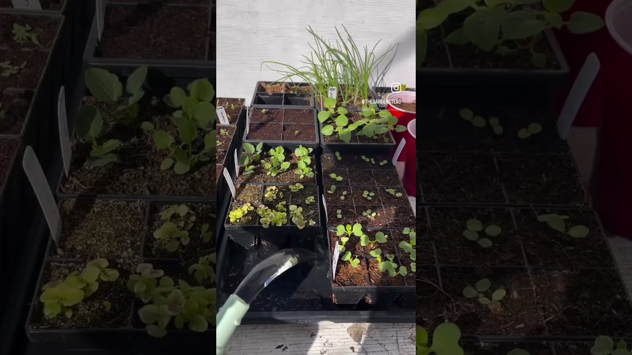 Using Fox Farm Grow Big at ¼ strength (1 tsp per gallon) for a gentle first feeding