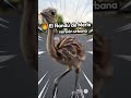 El Ñandú de Merlo Un ñandú bebé corriendo por las calles de Merlo se volvió viral #merlo