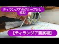 ティランジアのグループ解説【ティランジア亜属編】