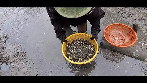 NT 67 lll tập này súc thả mỏi tay mà không hết cá nó nhiều khủng khiếp mọi người ơi 😲(tập 6)