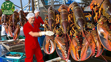 Choáng Ngợp! Cách Ngư Dân Nuôi Và Thu Hoạch Hàng Triệu Con Tôm Hùm Dưới Biển Khiến Ai Cũng Sốc!