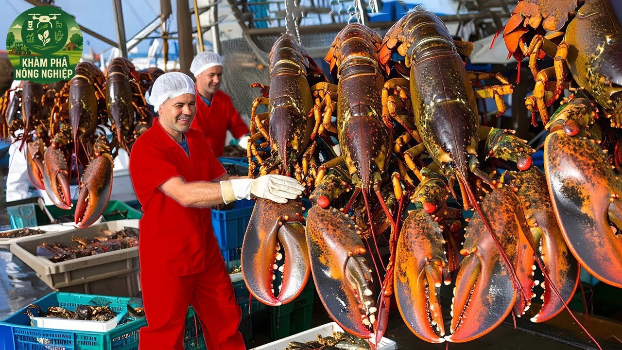 Choáng Ngợp! Cách Ngư Dân Nuôi Và Thu Hoạch Hàng Triệu Con Tôm Hùm Dưới Biển Khiến Ai Cũng Sốc!