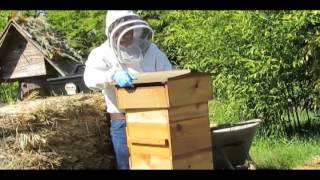 Moving Up with Ladders in a Warre Hive