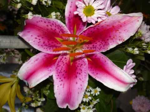 Flowers - The most beautiful flowers in the world- www.ccd ...