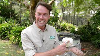 Meet the Stars of WildSkies -  Long-billed corella