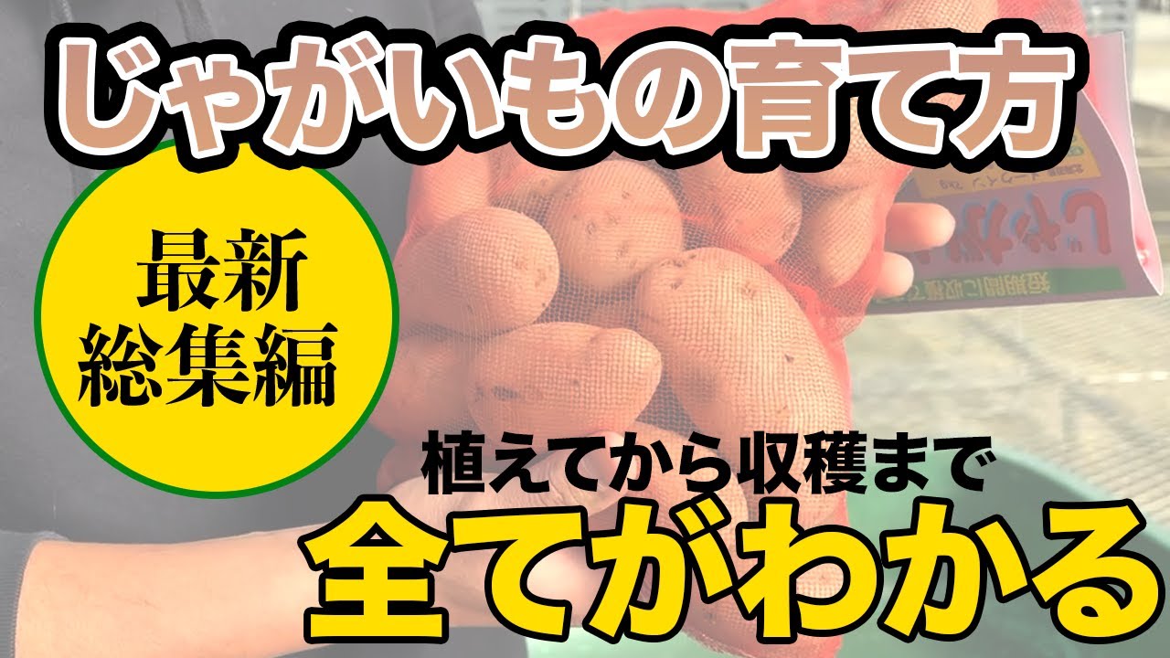 【じゃがいも】これを見るだけで簡単にたくさん収穫することができます　育てる一連の流れ