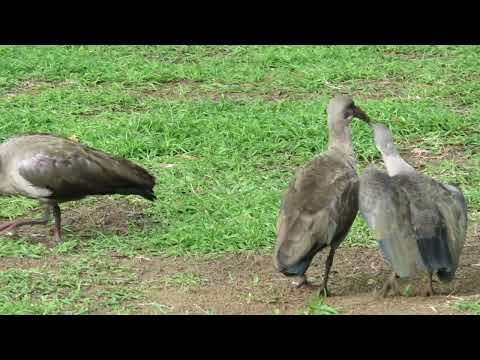 Baby Hadeda Ibis Happy dance