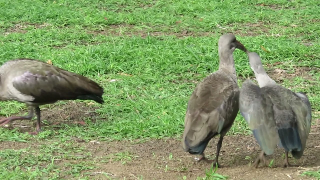 Baby Hadeda Ibis Happy dance