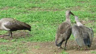 Baby Hadeda Ibis Happy Dance