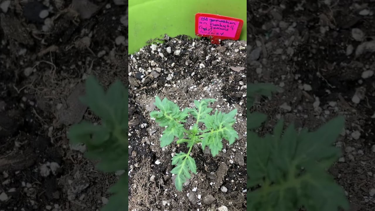 Update 1 on  little Freakshow plants💚🌿