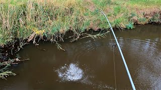 Catching nice sized redfin perch on soft plastics screenshot 5