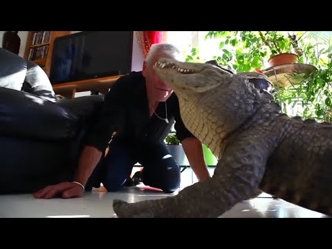 Video: Cho Cá Sấu ăn Và đi Ngủ