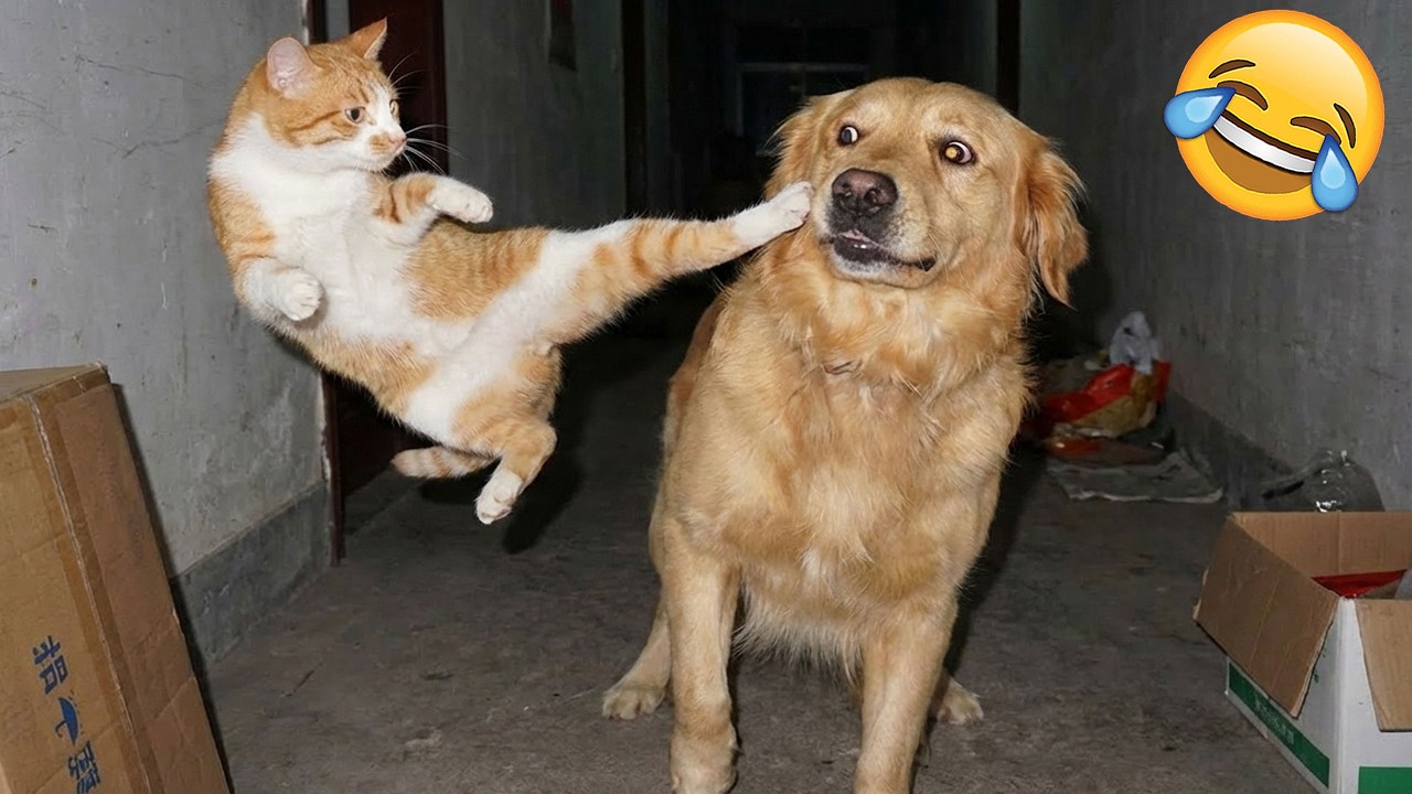 Смех – это проигрыш 😂 Смешные видео с животными 😅 Часть 5