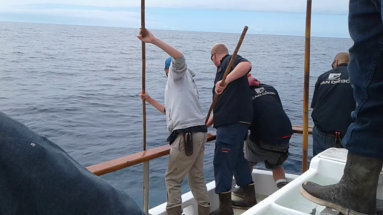 Big Bluefin aboard The San Diego 3/4 day Seaforth Sportfishing YouTube