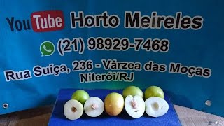 Jujube Como Fazer Muda  Degustao Uma Fruta Teraputica
