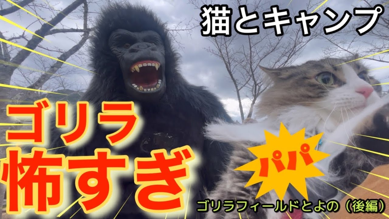 猫とキャンプ】182話「ゴリラ怖すぎ、猫まっしぐら！」（ゴリラ