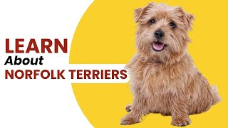 A Quick Guide About Norfolk Terriers