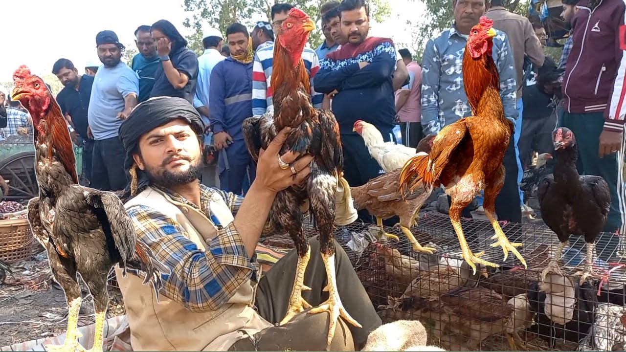 Top quality Aseel | jama Masjid murga market delhi  