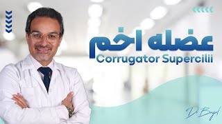 ماهیچه اَخم  (Corrugator supercilii muscle ) | دکتر اکبر بیات