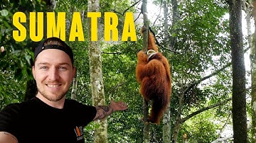 24 Hours with Wild Orangutans in Sumatra, Indonesia