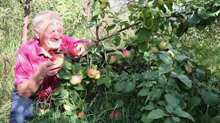 видео: Советы садоводам от Распопова. Часть 2. Сорта для здоровья и климата. картинка: Советы садоводам от Распопова. Часть 2. Сорта для здоровья и климата.