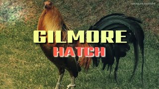 GILMORE HATCH (KARAKTER & CIRI-CIRI NYA)