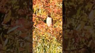 Red-Tailed Hawk Sees Me Then Flies.