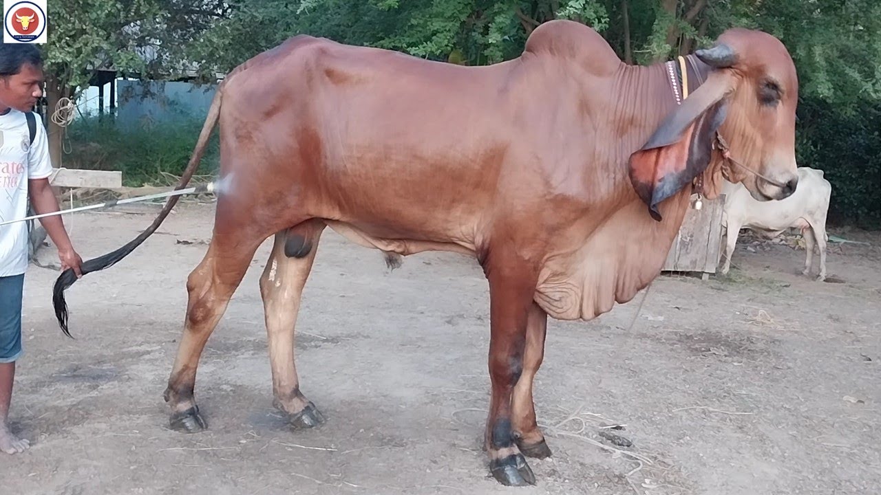 cow washing video, big and handsome cow - YouTube