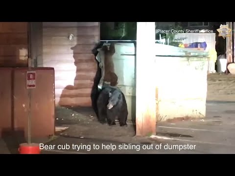 VIDEO: Deputies Rescue Bear Cub That Got Trapped Inside Dumpster