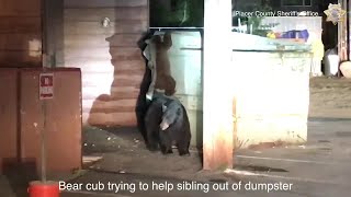 VIDEO: Deputies Rescue Bear Cub That Got Trapped Inside Dumpster