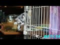 障害子猫の闘病日記⑤ ~初めての立てた日~