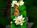 Butterflies Taste With Their Feet viral shorts on youtube