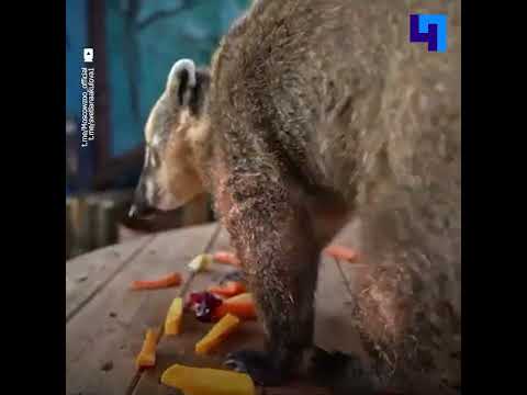 В Московском зоопарке