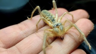 Опыт содержания сольпуг Galeodes araneoides