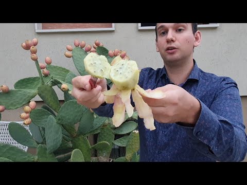 Video: Frutti Commestibili E Ordinanze Di Ficus