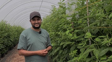 Mirid Research in raspberries & blackberries for integrated pest management, Kirin Bhusal 2024
