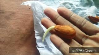 ബദാം വീട്ടിൽ എങ്ങനെ വളർത്താം ! Grow almonds at home (in malayalam)