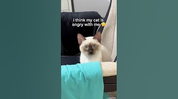 i think my cat is angry with me 🤔 funny cat videos | tofu the siamese cat #catshorts #funnycats