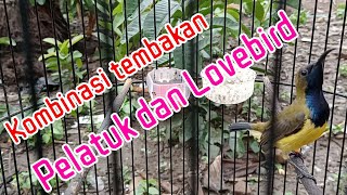 KOMBINASI TEMBAKAN PELATUK SAMPIT DAN LOVEBIRD #sogonisianmewah #sogongacor #sogonngleper