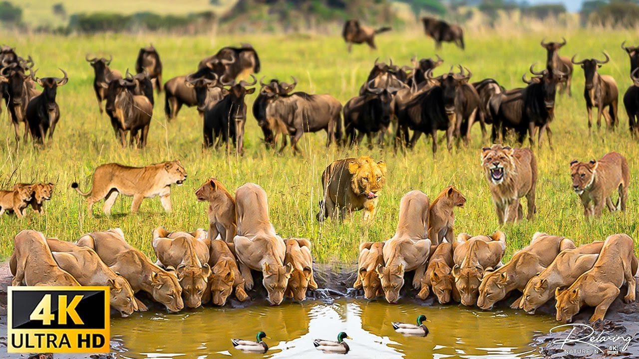 Дикая природа дельты реки Окаванго, Ботсвана, Африка в формате 4K — живописный фильм о дикой природе