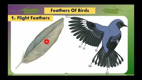 Class 3. Lesson 4. Birds(part 1)